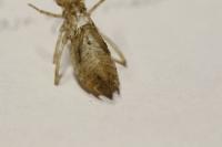 Sympetrum striolatum/meridionale