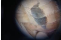 Sympetrum striolatum/meridionale