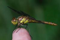 Sympetrum striolatum