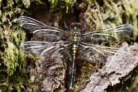 Leucorrhinia albifrons