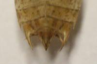 Sympetrum striolatum/meridionale