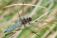 Orthetrum coerulescens