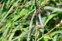 Orthetrum coerulescens