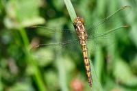 Orthetrum coerulescens