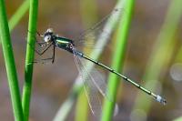 Lestes sponsa