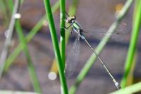 Lestes sponsa