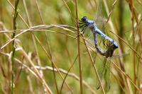 Orthetrum brunneum