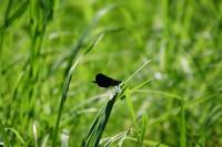 Calopteryx virgo