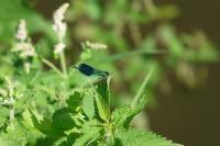 Calopteryx splendens