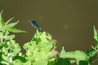 Calopteryx virgo