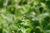 Platycnemis pennipes