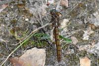Orthetrum coerulescens