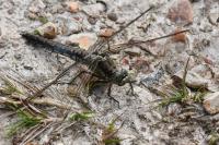 Orthetrum cancellatum
