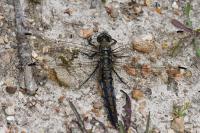 Orthetrum cancellatum