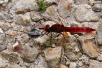 Crocothemis erythraea