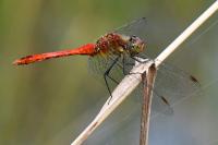 Sympetrum sanguineum