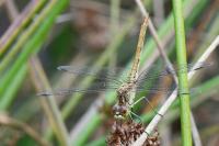 Sympetrum meridionale