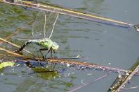 Anax imperator