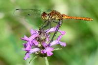 Sympetrum sanguineum