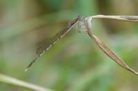 Sympecma fusca