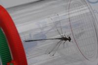 Sympecma fusca