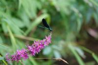 Calopteryx virgo