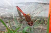 Sympetrum sanguineum