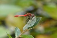 Sympetrum sanguineum