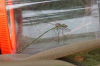 Chalcolestes viridis