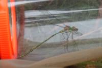 Chalcolestes viridis