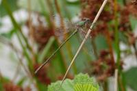 Chalcolestes viridis