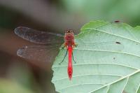 Sympetrum sanguineum