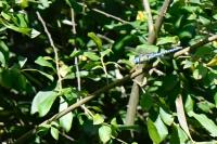 Aeshna affinis