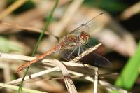 Sympetrum striolatum