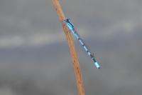 Enallagma cyathigerum