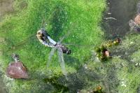 Orthetrum cancellatum