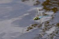 Anax imperator