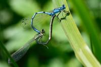 Enallagma cyathigerum