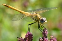 Sympetrum fonscolombii