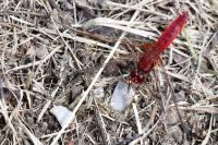 Crocothemis erythraea