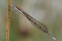 Sympecma fusca