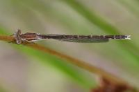 Sympecma fusca