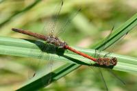 Sympetrum striolatum