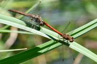 Sympetrum striolatum
