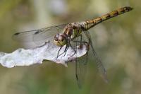 Sympetrum striolatum