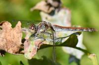 Sympetrum striolatum