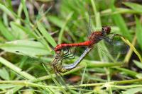 Sympetrum sanguineum