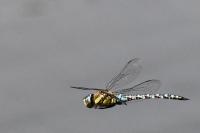 Aeshna mixta