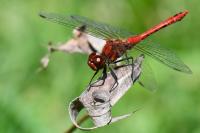Sympetrum sanguineum