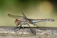 Sympetrum striolatum